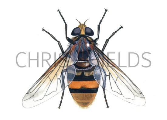 Illustration of Hoverfly (Hornet Mimic) Volucella zonaria (#1116)
