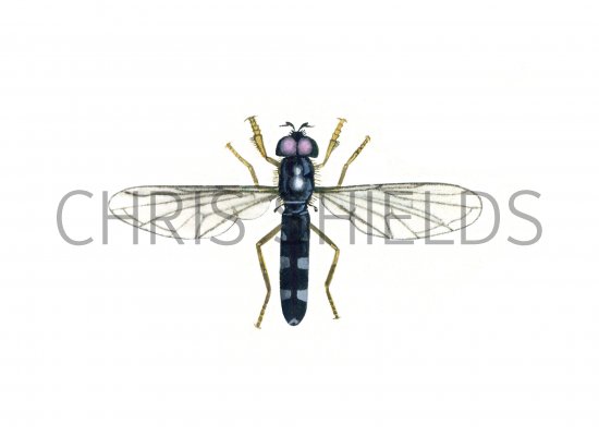 Illustration of Hoverfly (Pale-footed) Platycheirus albimanus (#1117)