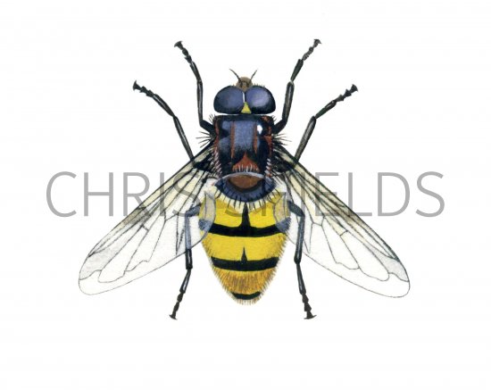 Illustration of Hoverfly (Wasp Mimic) Volucella inanis (#1148)