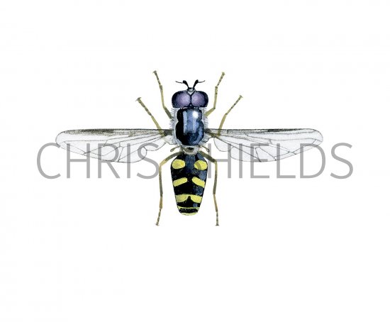 Illustration of Hoverfly (male) (Dasysyrphus albostriatus) (#2552)