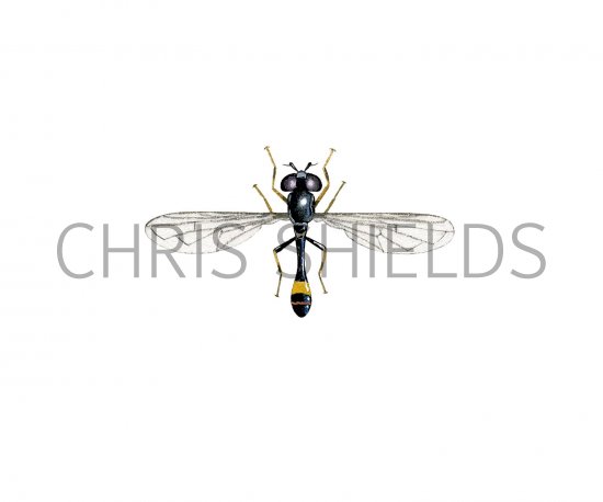 Illustration of Hoverfly (male) (Sphegina clunipes) (#2548)