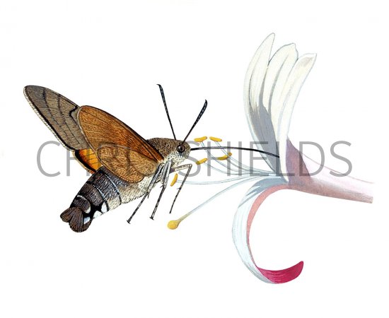 Illustration of Hummingbird Hawkmoth (Macroglossum stellatarum) (#1894)