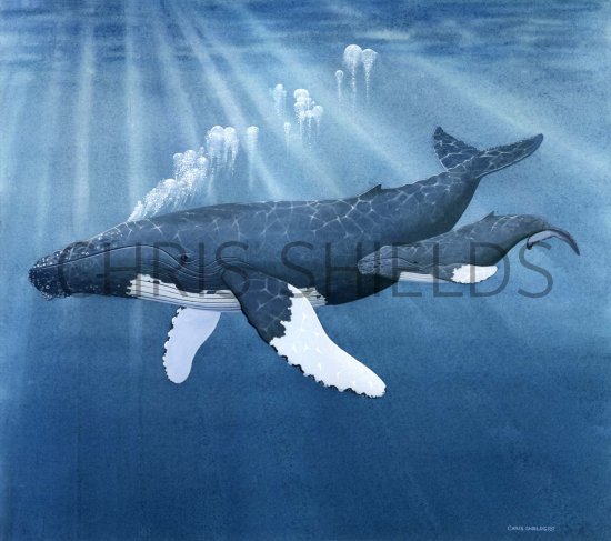 Illustration of Whale - humpbacked  (Megaptera novaeangliae)  (#0263)