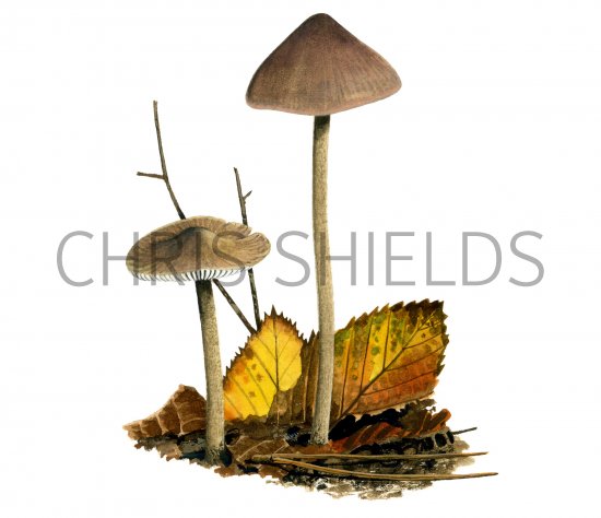 Illustration of Hydropus scabripes (#4115)