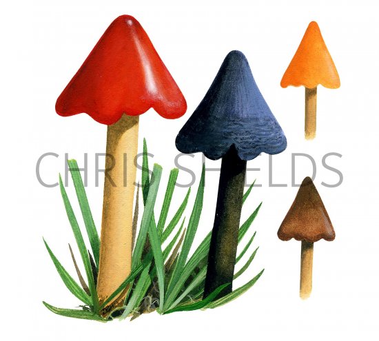 Illustration of Hygrocybe conica (Blackening Waxcap) (#3497)
