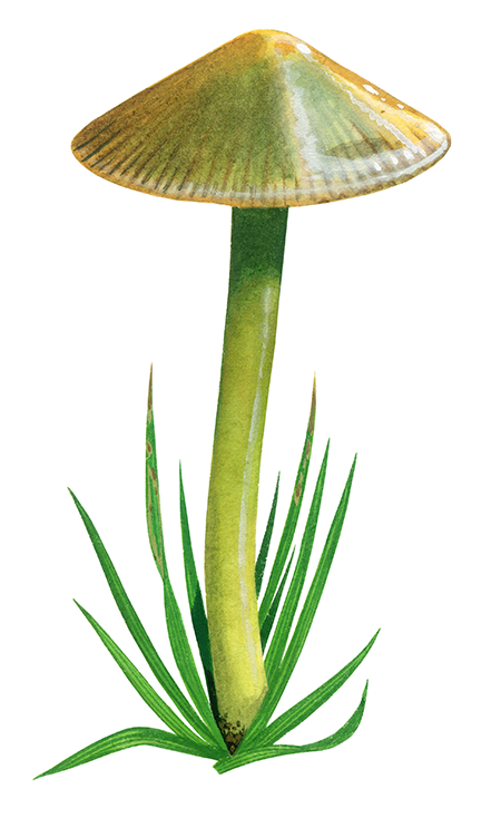 Illustration of Gliophorus psittacina var. psittacina (Parrot Waxcap) (#4483)