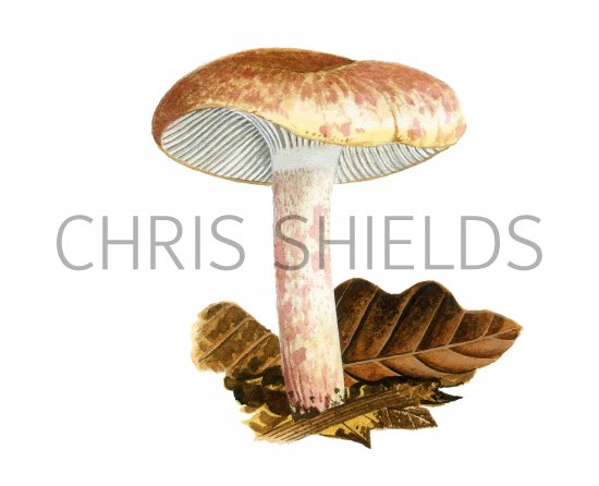 Illustration of Hygrophorus erubescens (Blotched Woodwax) (#3839)