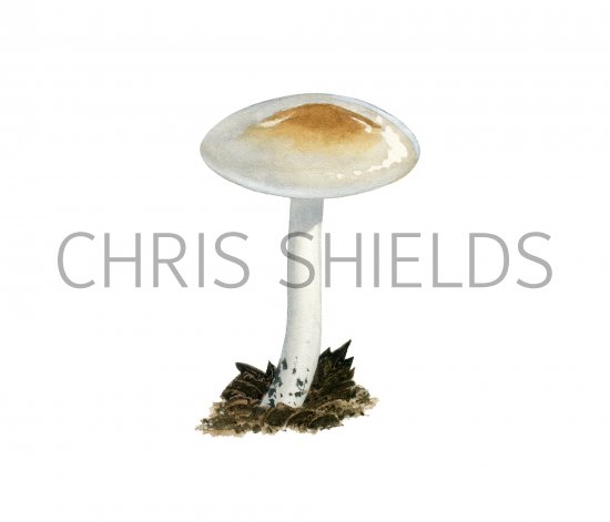 Illustration of Hygrophorus lindtneri (#3847)
