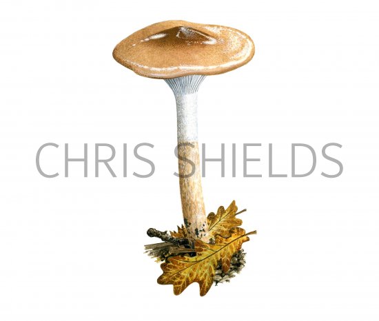 Illustration of Hygrophorus persoonii (#3834)