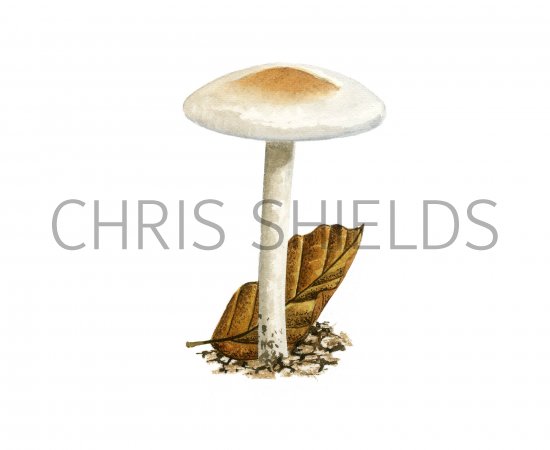 Illustration of Hygrophorus unicolor (#3845)