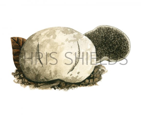 Illustration of Hymenogaster hessei (#1993)