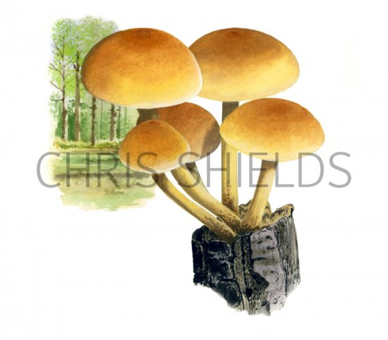 Illustration of Hypholoma fasciculare (Sulphur Tuft) (#2028)