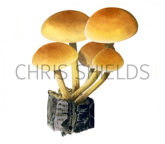 Illustration of Hypholoma fasciculare (Sulphur Tuft) (#2029)