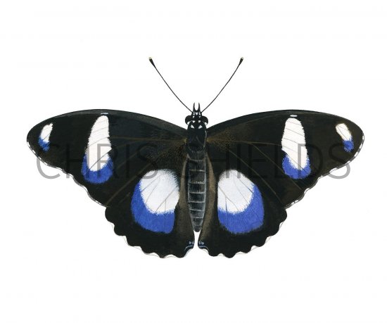 Illustration of The Great Eggfly (male) Hypolimnas bolina (#2180)