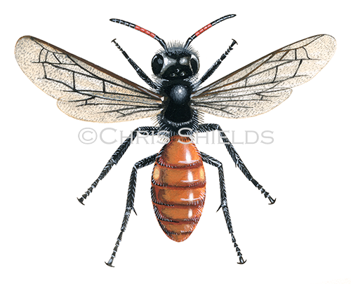 Illustration of Fabricus' Nomad Bee (Nomada fabriciana) (#0405)