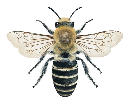 Illustration of Heather Mining  bee (Andrena fuscipes) (#4395)