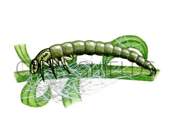 Illustration of Caddis Fly larvae (Polycentropus) (#3128)