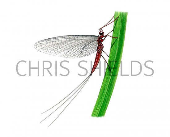 Illustration of Claret Dun (Leptophlebia) (#3133)