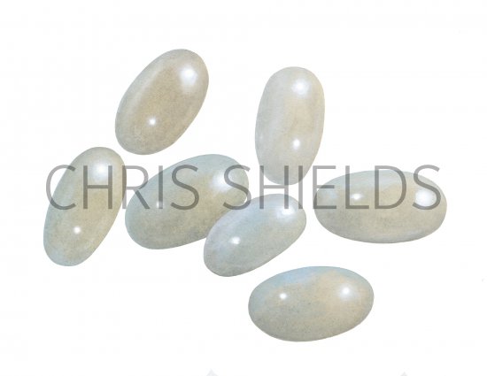 Illustration of Flea Eggs (#4096)