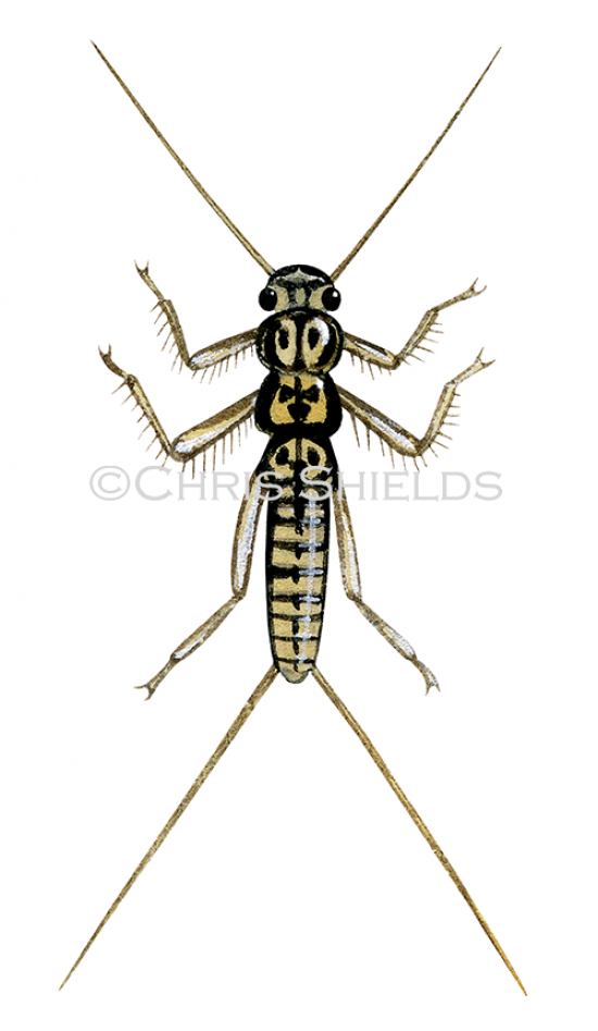 Illustration of Stonefly larvae (Leuctra geniculata (#2567)