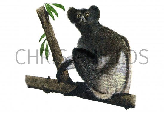 Illustration of Indris (Indri indri) (#0271)