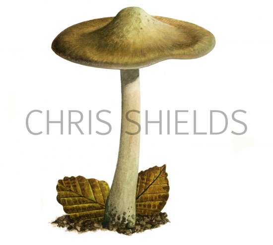 Illustration of Inocybe corydalina (Greenflush Firecap) (#3462)