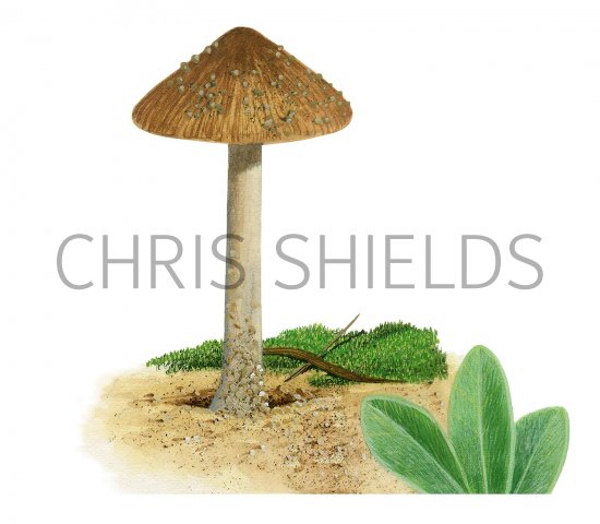 Illustration of Inocybe dunensis (#3561)