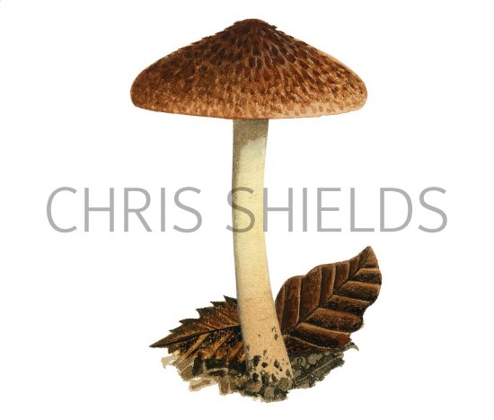 Illustration of Inocybe flocculosa (Fleecy Fibrecap) (#3548)