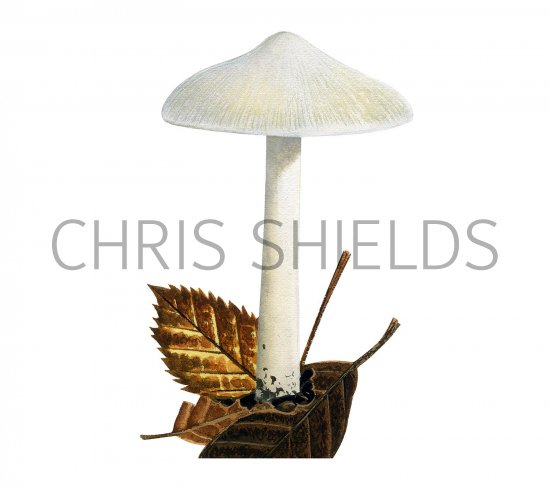 Illustration of Inocybe geophylla (White Fibrecap) (#3546)