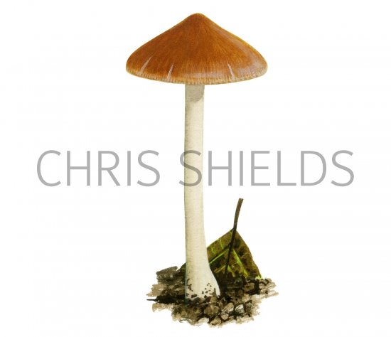 Illustration of Inocybe mixtilis (#3564)