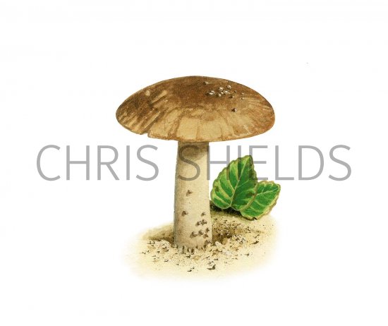 Illustration of Inocybe pruinosa (#3470)
