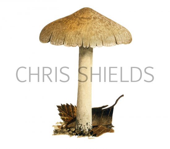 Illustration of Inocybe sindonia (#3541)