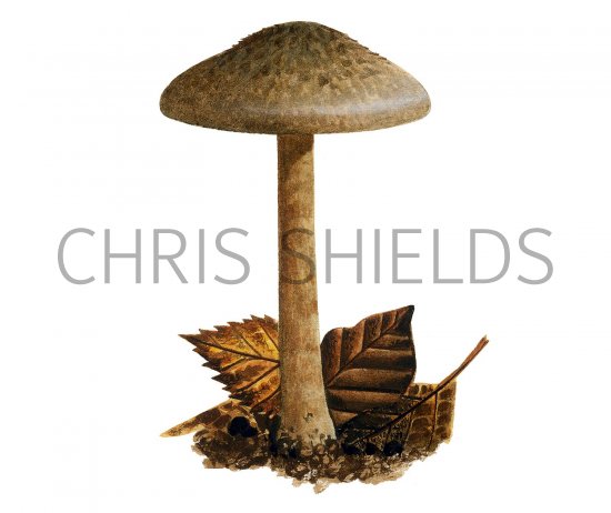 Illustration of Inocybe stellatospora (Wooly Fibrecap) (#3551)