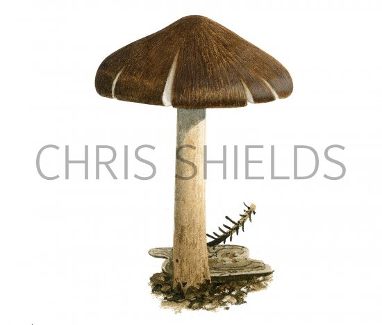 Illustration of Inocybe subcarpta (#3535)