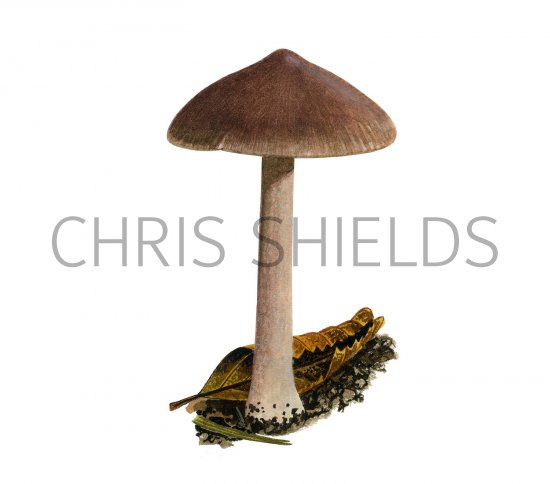 Illustration of Inocybe tabacina (#3566)