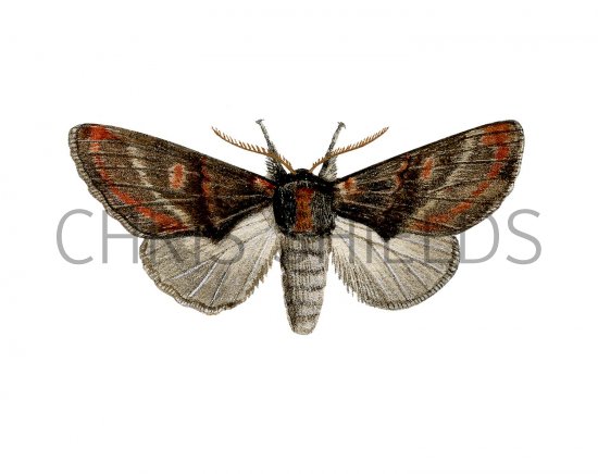 Illustration of Iron Prominent (Notodonta dromedarius) (#2478)