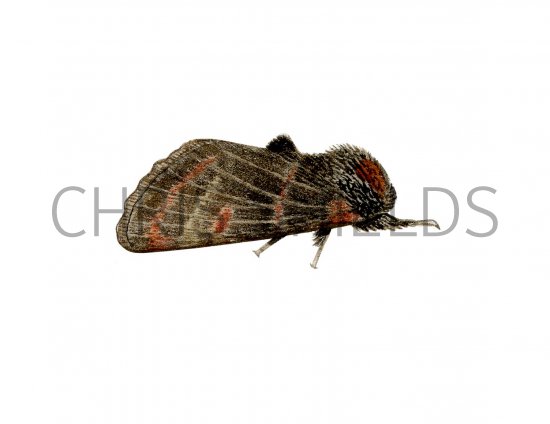 Illustration of Iron Prominent (Notodonta dromedarius) (#2481)