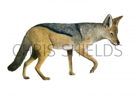 Illustration of Jackal (Black-backed) Canis mesomelas (#1407)