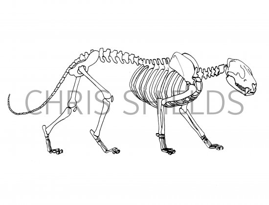 Illustration of Jaguar Skeleton (Panthera onca) (#1091)
