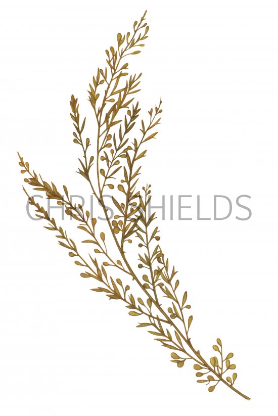 Illustration of Japanese wireweed (Sargassum muticum) (#4239)