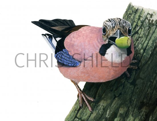 Illustration of Jay (Garrulus glandarius) (#0975)
