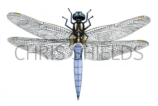 Illustration of Keeled Skimmer (Orthetrum coerulescens) (#2620)