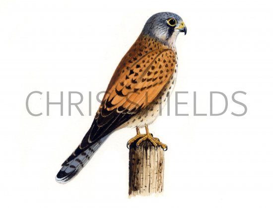 Illustration of Kestrel male (Falco tinnunculus) (#0820)