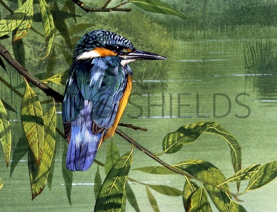 Illustration of Kingfisher (Alcedo atthis) (#1166)