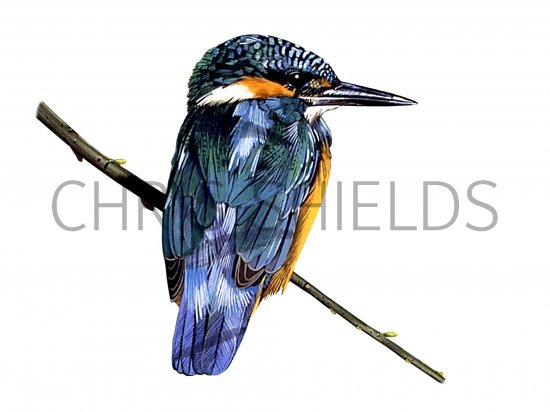 Illustration of Kingfisher (Alcedo atthis) (#1311)