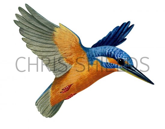 Illustration of Kingfisher (Alcedo atthis) (#3177)