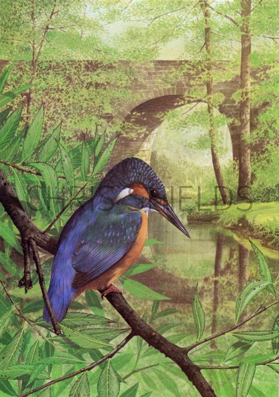 Illustration of Kingfisher (Alcedo atthis) (#2899)