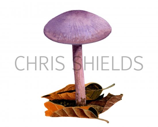 Illustration of Laccaria amethystina (Amethyst Deceiver) (#3995)