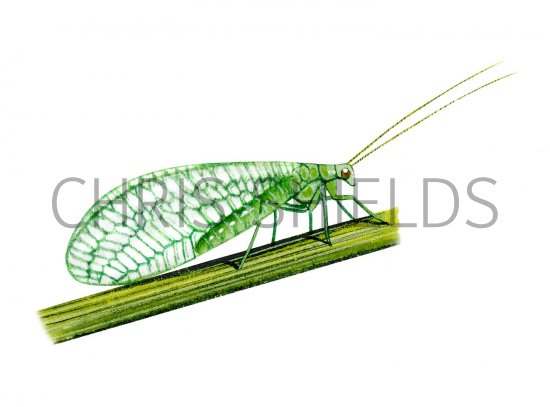 Illustration of Lacewing  (Chrysopa 7-punctata (#0889)
