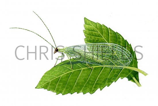 Illustration of Lacewing  (Chrysopa 7-punctata (#0888)